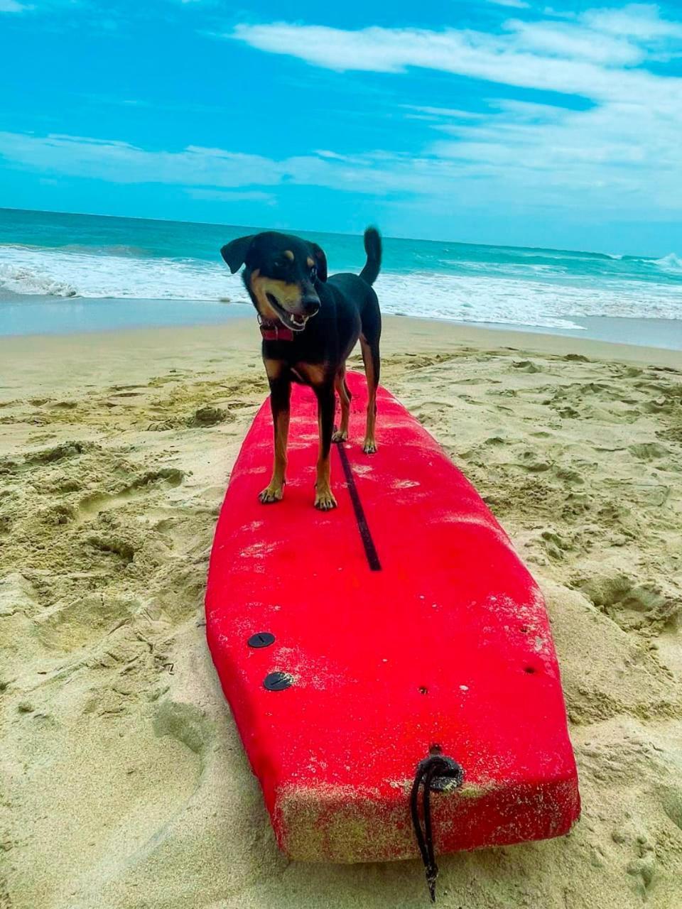Gaia Ocean Surf Yoga Hostel Ahangama Kültér fotó